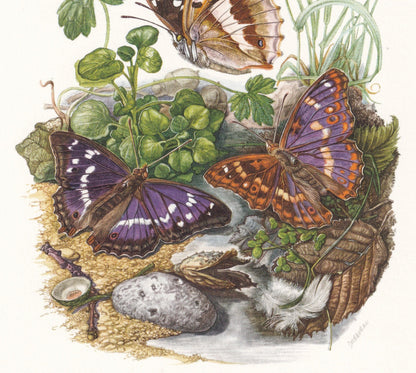 1960 PURPLE EMPEROR BUTTERFLY Print - Vintage Insect Print - Insect Illustration - Vintage Entomology Print - 7.5 x 10.6 Inch