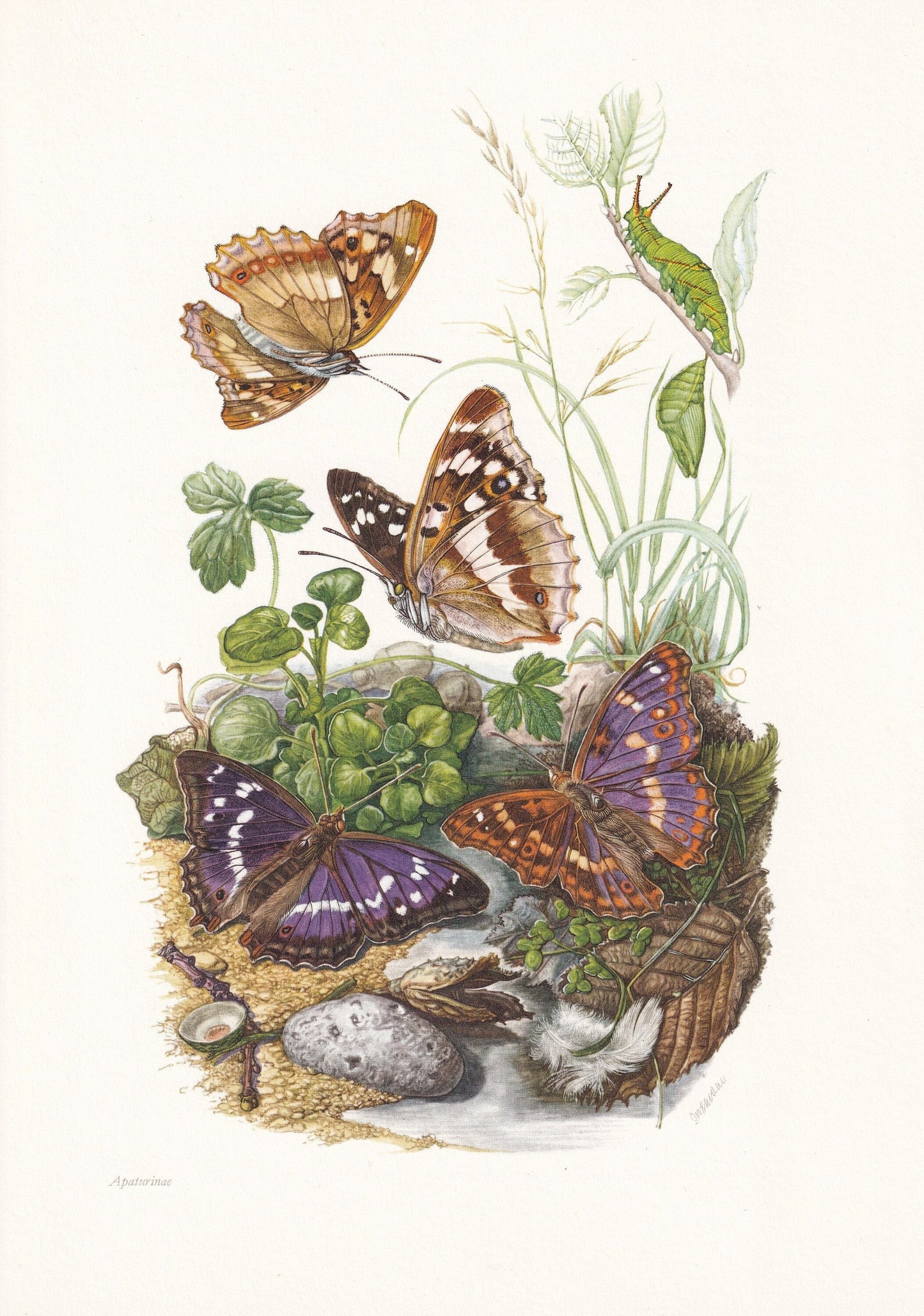 1960 PURPLE EMPEROR BUTTERFLY Print - Vintage Insect Print - Insect Illustration - Vintage Entomology Print - 7.5 x 10.6 Inch