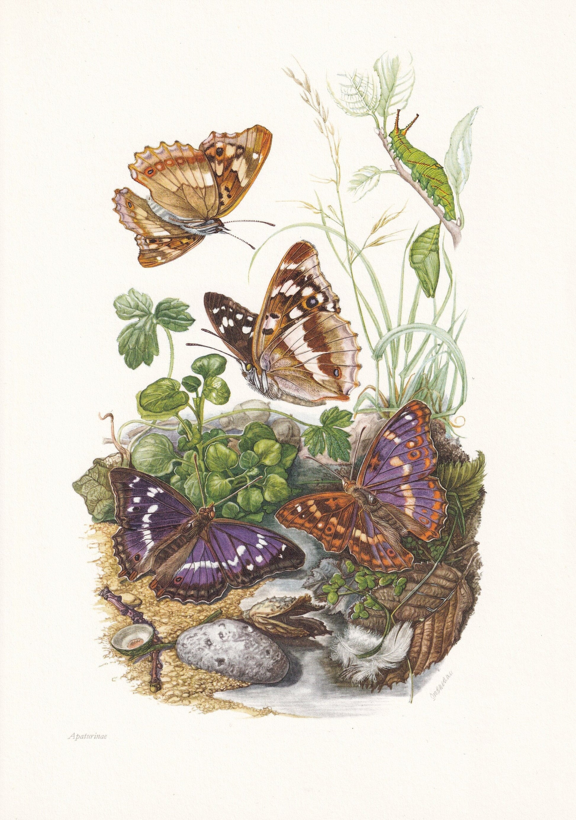 1960 PURPLE EMPEROR BUTTERFLY Print - Vintage Insect Print - Insect Illustration - Vintage Entomology Print - 7.5 x 10.6 Inch