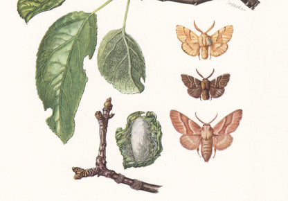 1960 LACKEY MOTH Print - Vintage Insect - Butterfly Wall Art - Vintage Entomology Print - 7.5 x 10.6 Inches