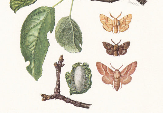 1960 LACKEY MOTH Print - Vintage Insect - Butterfly Wall Art - Vintage Entomology Print - 7.5 x 10.6 Inches