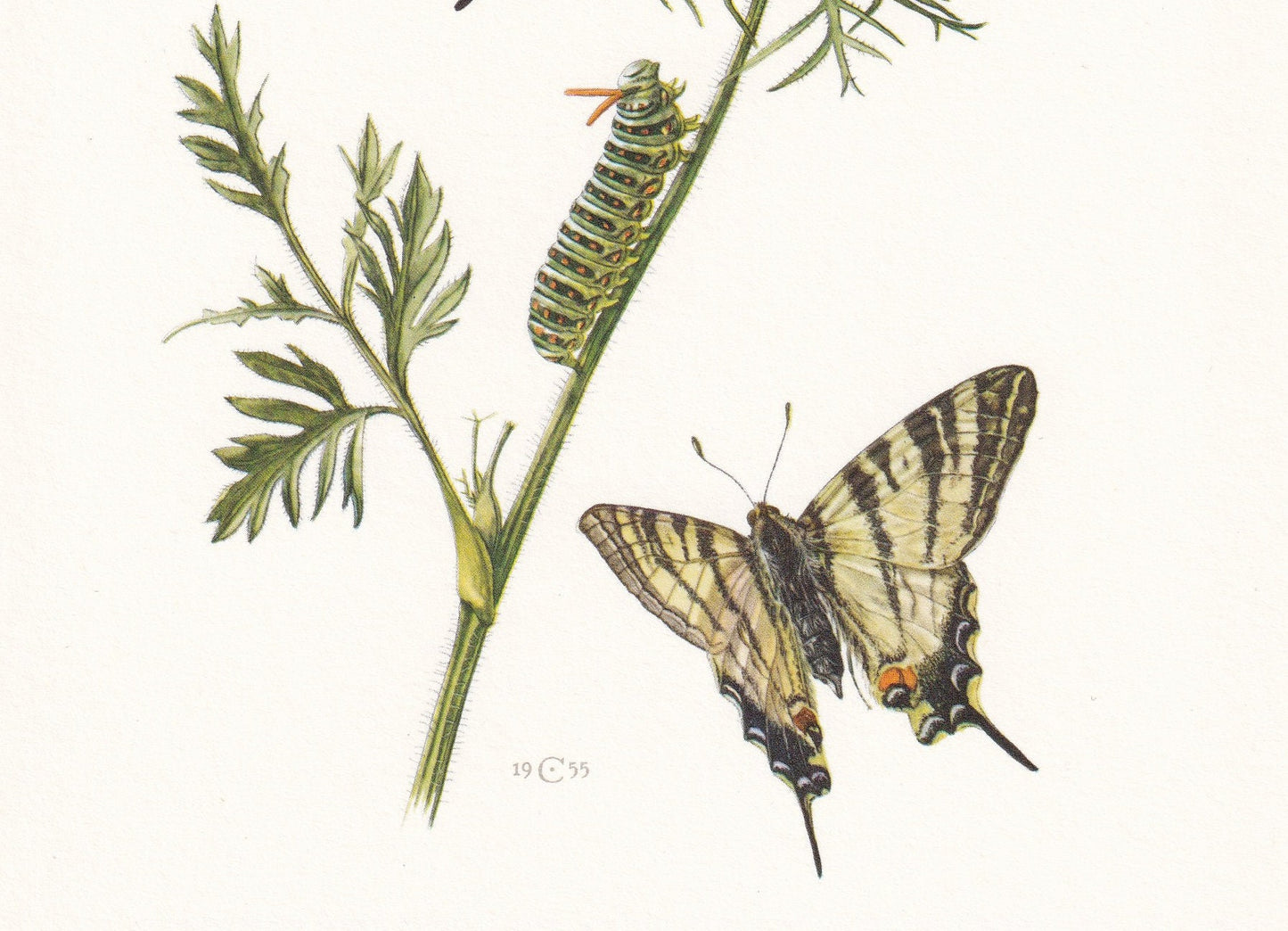 1960 SWALLOWTAIL BUTTERFLY Print - Vintage Insect - Butterfly Wall Art - Vintage Entomology Print - 7.5 x 10.6 Inches