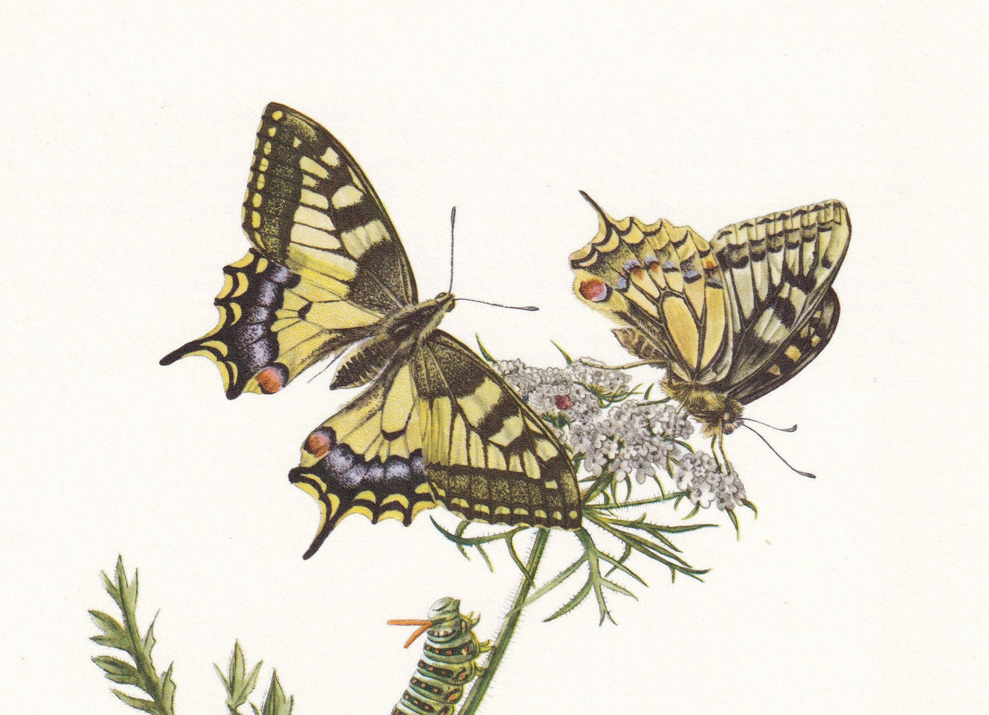 1960 SWALLOWTAIL BUTTERFLY Print - Vintage Insect - Butterfly Wall Art - Vintage Entomology Print - 7.5 x 10.6 Inches