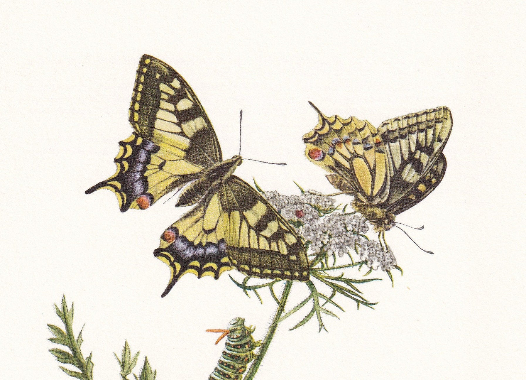 1960 SWALLOWTAIL BUTTERFLY Print - Vintage Insect - Butterfly Wall Art - Vintage Entomology Print - 7.5 x 10.6 Inches