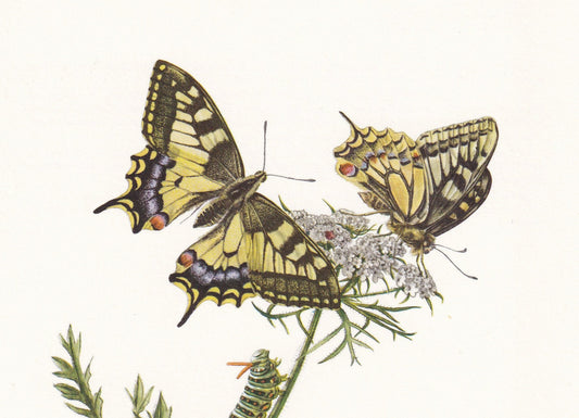 1960 SWALLOWTAIL BUTTERFLY Print - Vintage Insect - Butterfly Wall Art - Vintage Entomology Print - 7.5 x 10.6 Inches