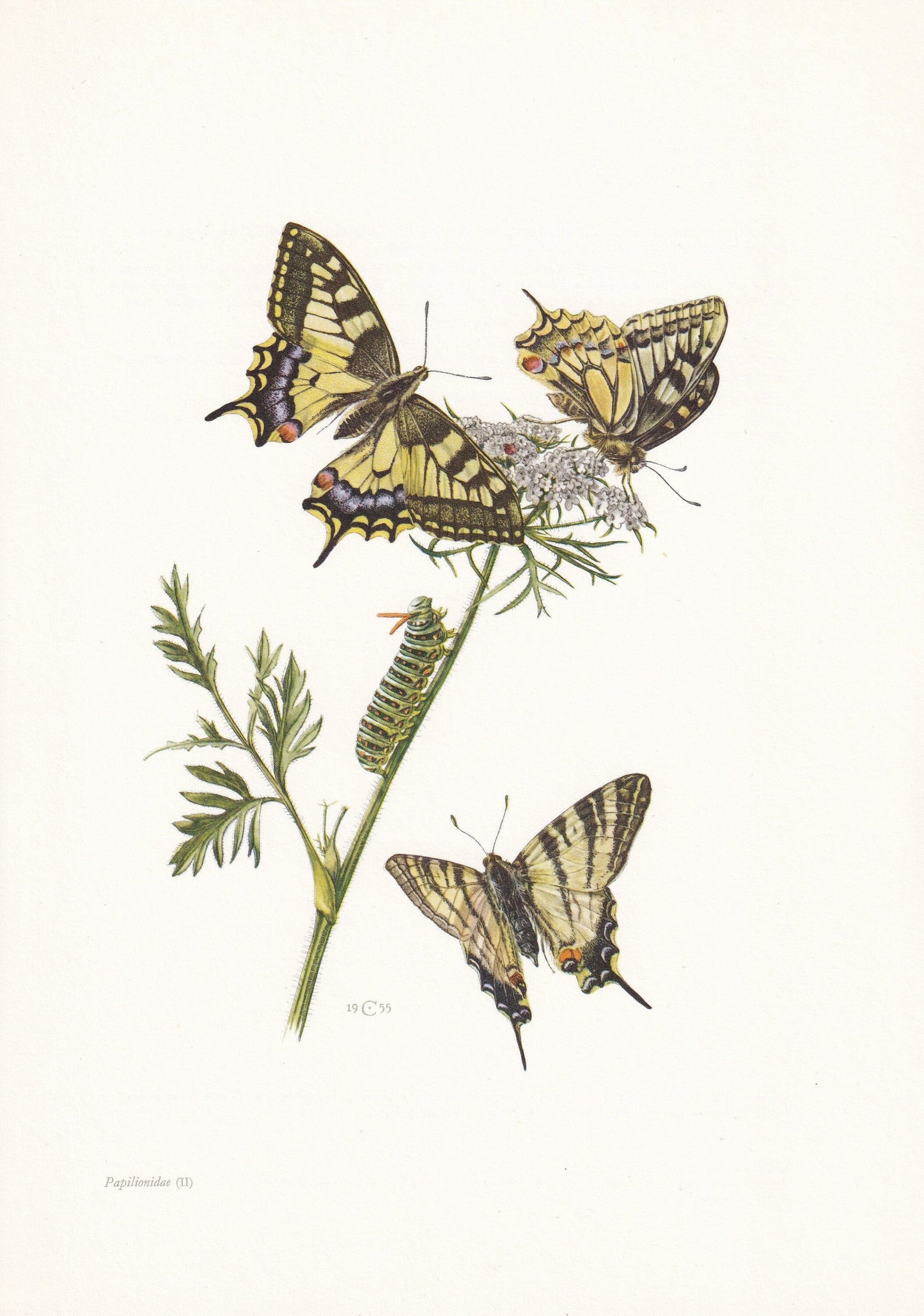 1960 SWALLOWTAIL BUTTERFLY Print - Vintage Insect - Butterfly Wall Art - Vintage Entomology Print - 7.5 x 10.6 Inches