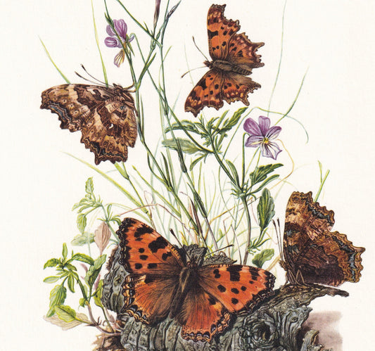 1960 COMMA BUTTERFLY Print - Vintage Insect Print - Butterfly Wall Art - Vintage Entomology Print - 7.5 x 10.6 Inches