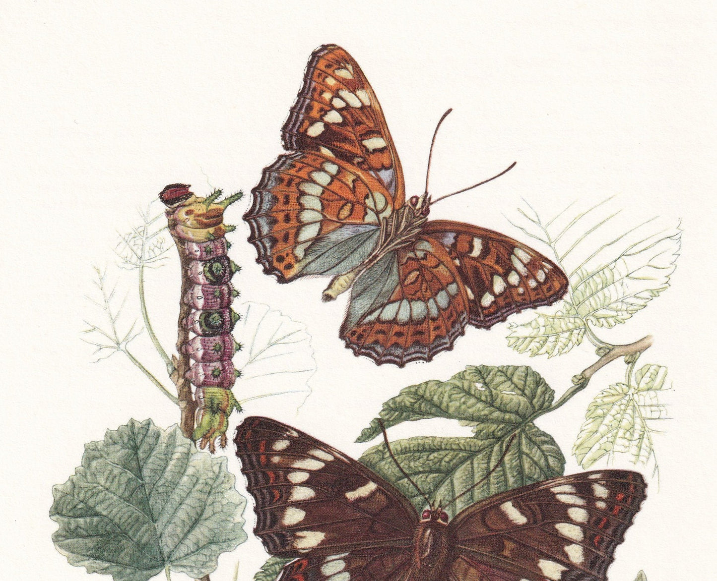 1960 POPLAR ADMIRAL BUTTERFLY & White Admiral Print - Vintage Insect Print - Butterfly Wall Art - Vintage Entomology Print - 63 Years Old