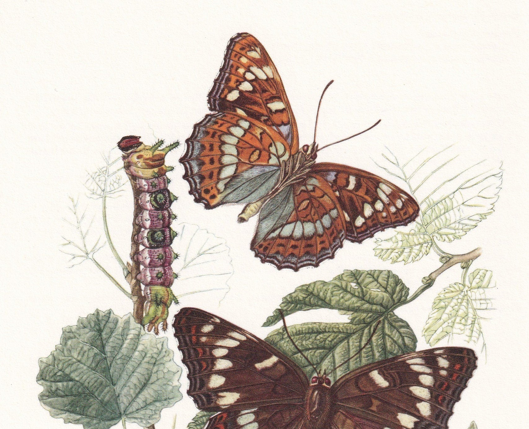 1960 POPLAR ADMIRAL BUTTERFLY & White Admiral Print - Vintage Insect Print - Butterfly Wall Art - Vintage Entomology Print - 63 Years Old