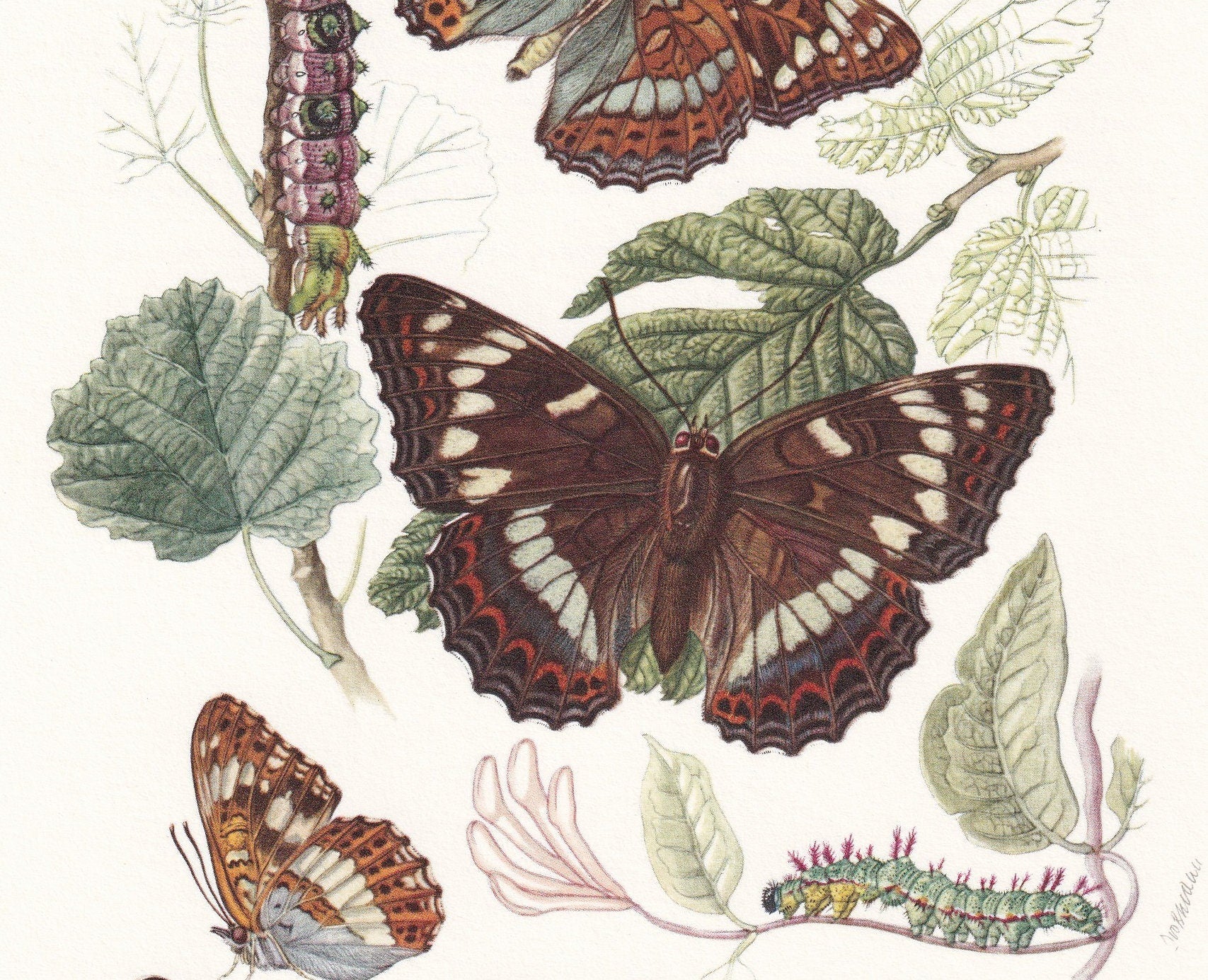 1960 POPLAR ADMIRAL BUTTERFLY & White Admiral Print - Vintage Insect Print - Butterfly Wall Art - Vintage Entomology Print - 