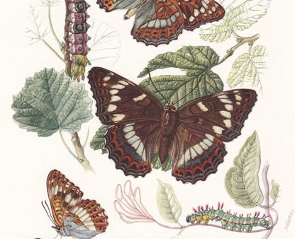 1960 POPLAR ADMIRAL BUTTERFLY & White Admiral Print - Vintage Insect Print - Butterfly Wall Art - Vintage Entomology Print - 