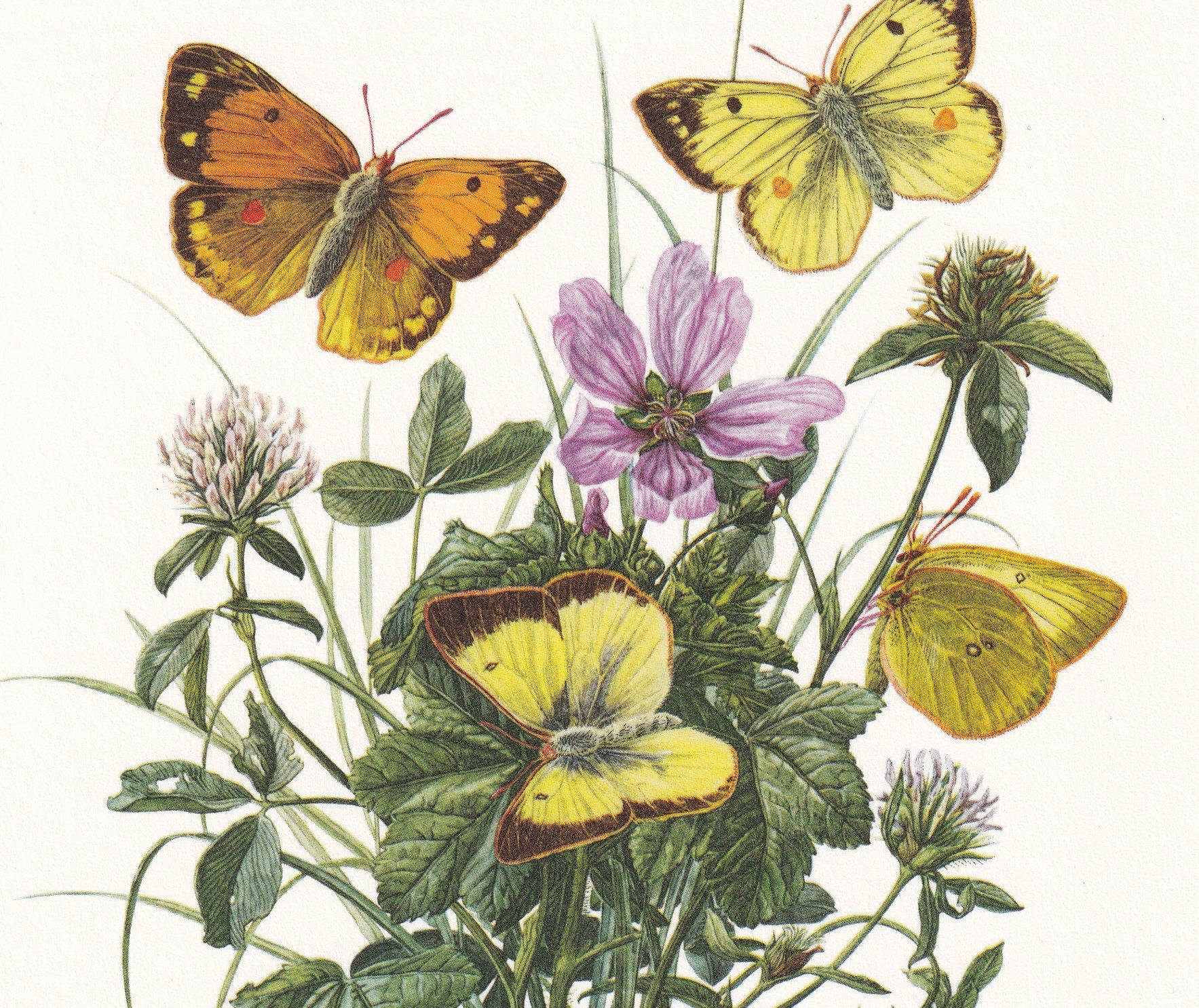 1960 CLOUDED YELLOW BUTTERFLY Print - Vintage Insect - Butterfly Wall Art - Vintage Entomology Print - 7.5 x 10.6 Inches