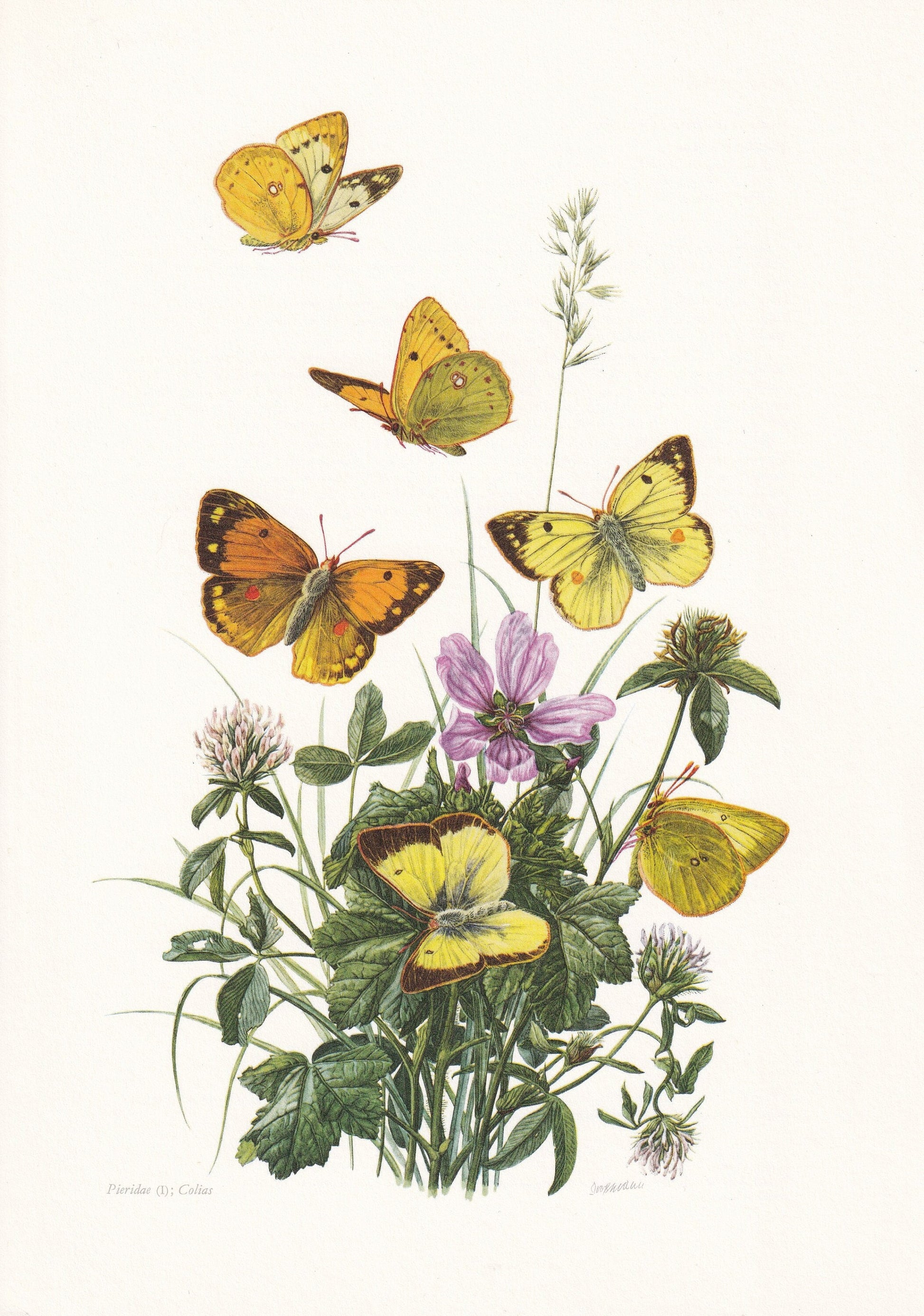 1960 CLOUDED YELLOW BUTTERFLY Print - Vintage Insect - Butterfly Wall Art - Vintage Entomology Print - 7.5 x 10.6 Inches