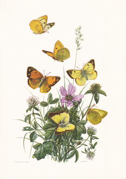 1960 CLOUDED YELLOW BUTTERFLY Print - Vintage Insect - Butterfly Wall Art - Vintage Entomology Print - 7.5 x 10.6 Inches