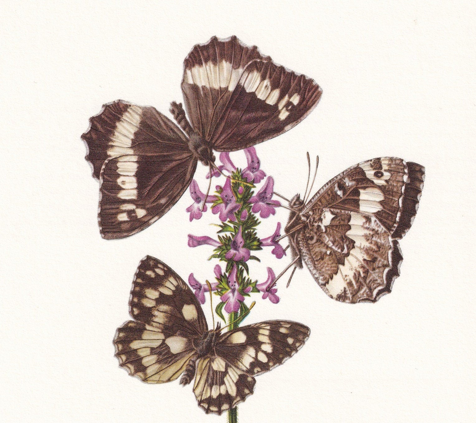 1960 BRUSH-FOOTED BUTTERFLY Print - Vintage Insect Print - Brintesia Circe, Marbled White - Vintage Entomology Print - 7.5 x 