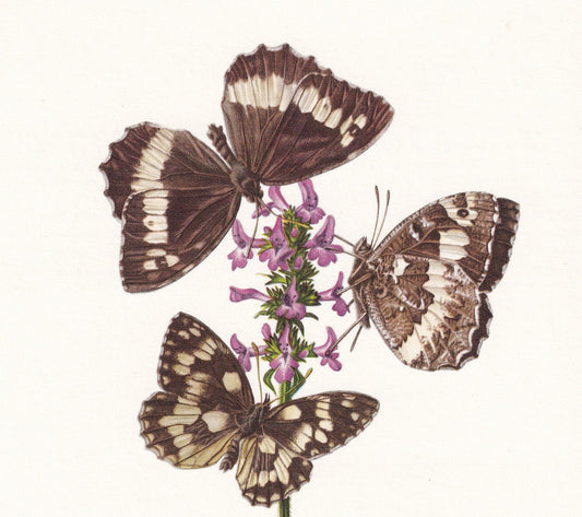 1960 BRUSH-FOOTED BUTTERFLY Print - Vintage Insect Print - Brintesia Circe, Marbled White - Vintage Entomology Print - 7.5 x 