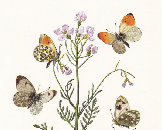 1960 ORANGE-TIP BUTTERFLY & Bath White Butterfly Print - Vintage Insect - Butterfly Wall Art - Vintage Entomology Print - 7.5