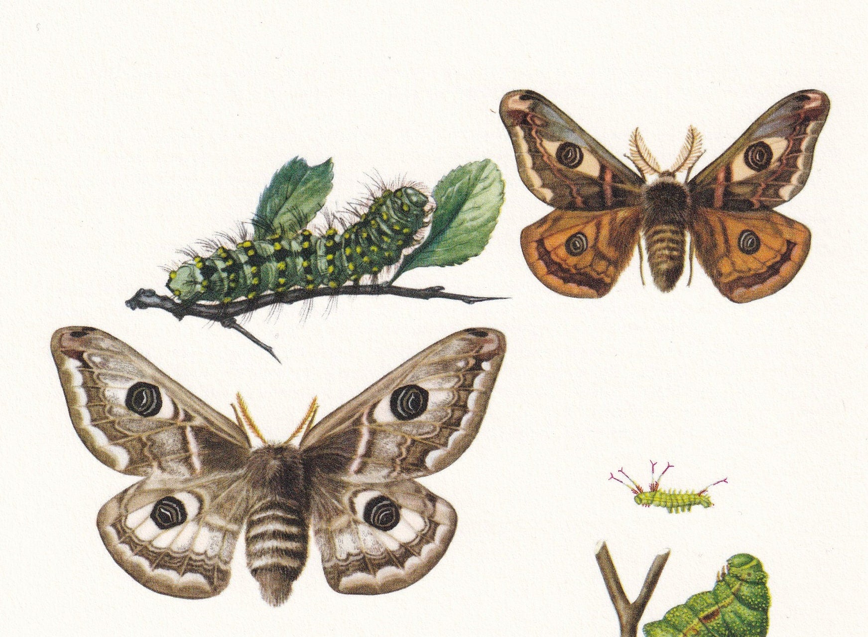 1960 SMALL EMPEROR MOTH & Tau Emperor Moth Print - Vintage Insect - Butterfly Wall Art - Vintage Entomology Print - 7.5 x 10.