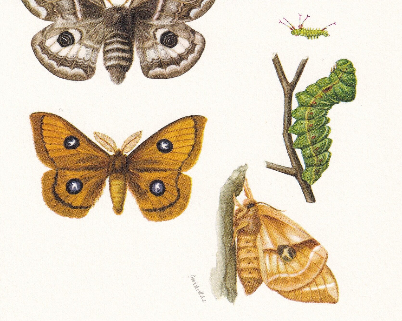 1960 SMALL EMPEROR MOTH & Tau Emperor Moth Print - Vintage Insect - Butterfly Wall Art - Vintage Entomology Print - 7.5 x 10.