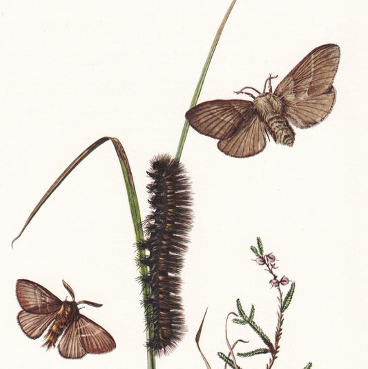 1960 FOX MOTH Print - Vintage Insect - Butterfly Wall Art - Vintage Entomology Print - 7.5 x 10.6 Inches