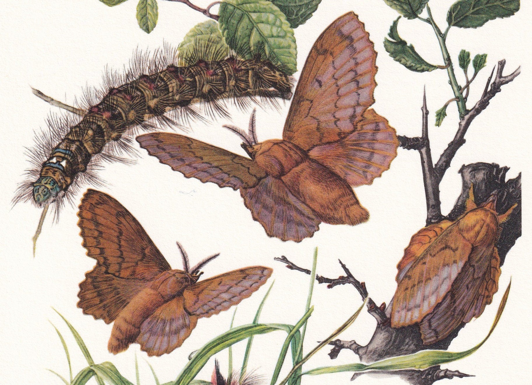 1960 LAPPET MOTH Print - Vintage Insect - Butterfly Wall Art - Vintage Entomology Print - 7.5 x 10.6 Inches