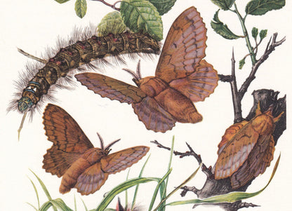 1960 LAPPET MOTH Print - Vintage Insect - Butterfly Wall Art - Vintage Entomology Print - 7.5 x 10.6 Inches