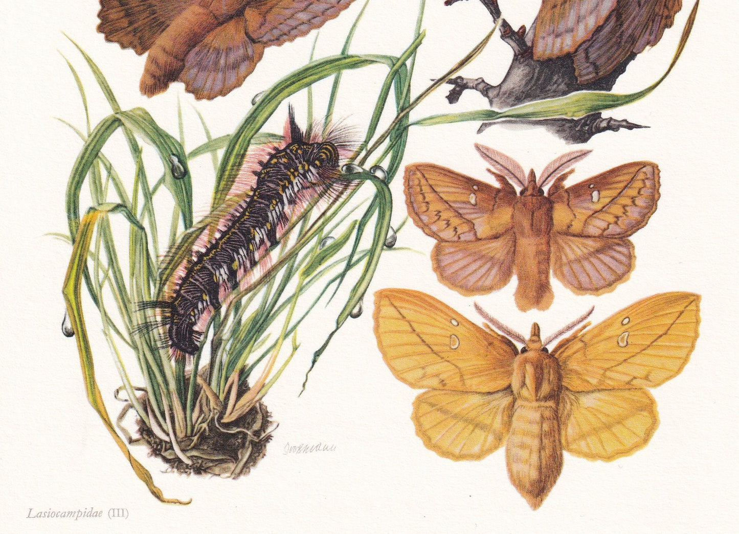 1960 LAPPET MOTH Print - Vintage Insect - Butterfly Wall Art - Vintage Entomology Print - 7.5 x 10.6 Inches