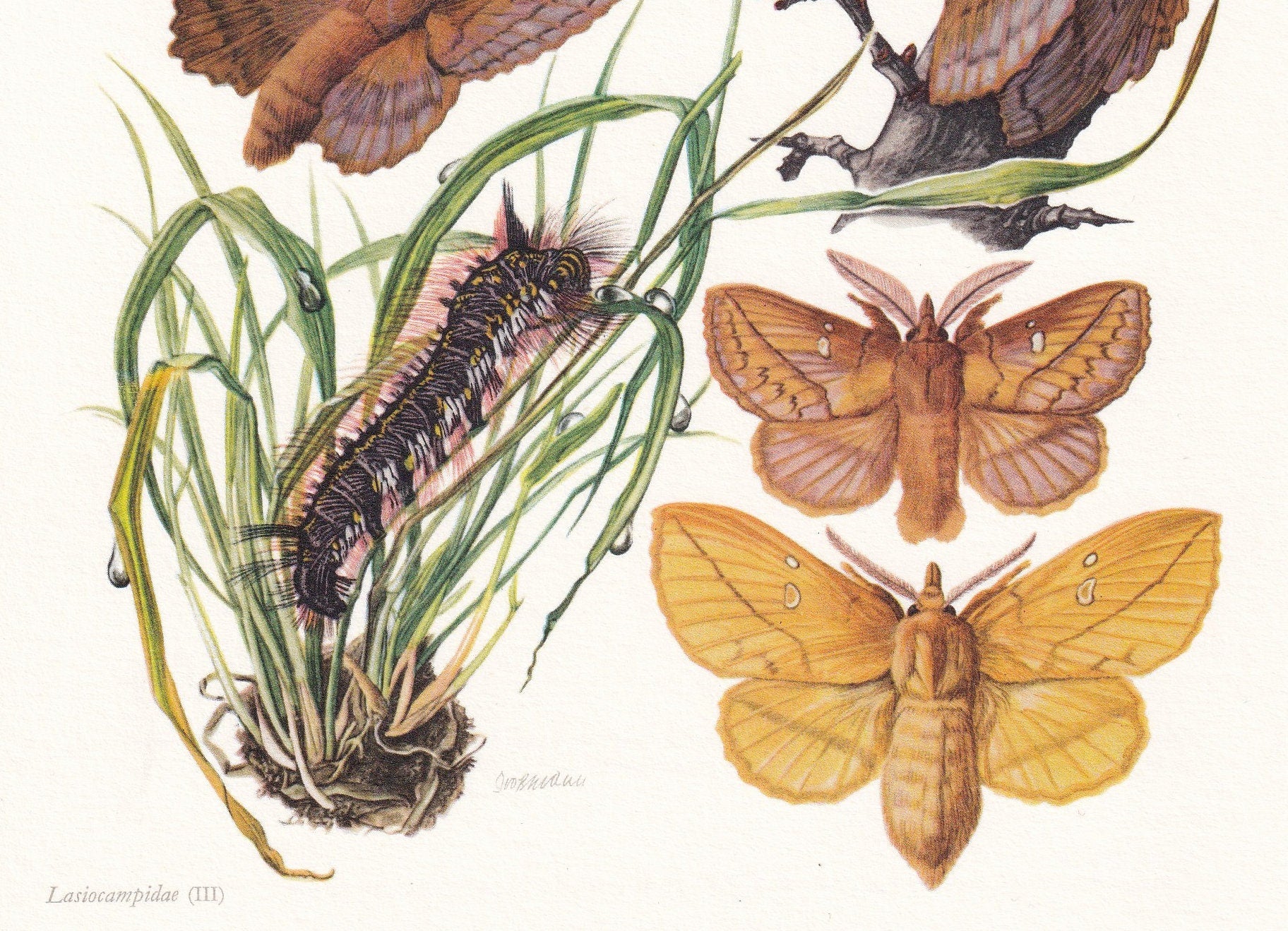 1960 LAPPET MOTH Print - Vintage Insect - Butterfly Wall Art - Vintage Entomology Print - 7.5 x 10.6 Inches