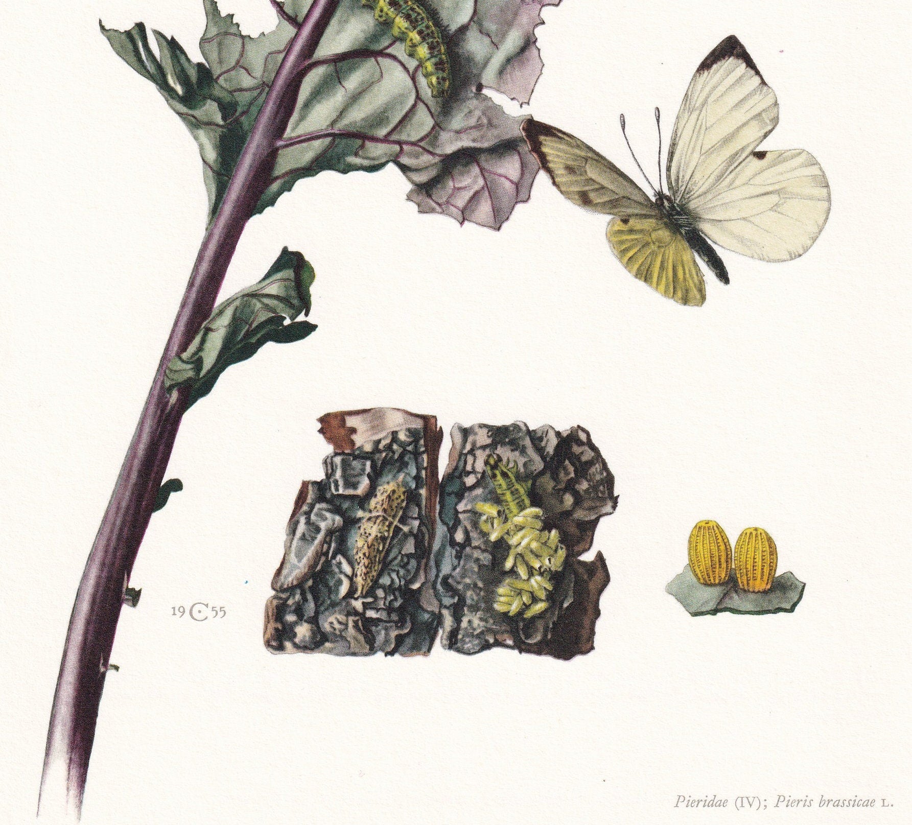 1960 LARGE WHITE BUTTERFLY Print - Vintage Insect - Butterfly Wall Art - Vintage Entomology Print - 7.5 x 10.6 Inches