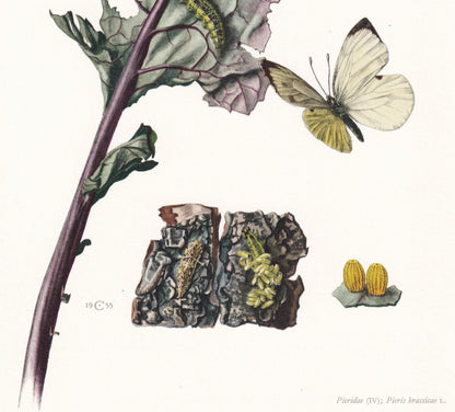 1960 LARGE WHITE BUTTERFLY Print - Vintage Insect - Butterfly Wall Art - Vintage Entomology Print - 7.5 x 10.6 Inches