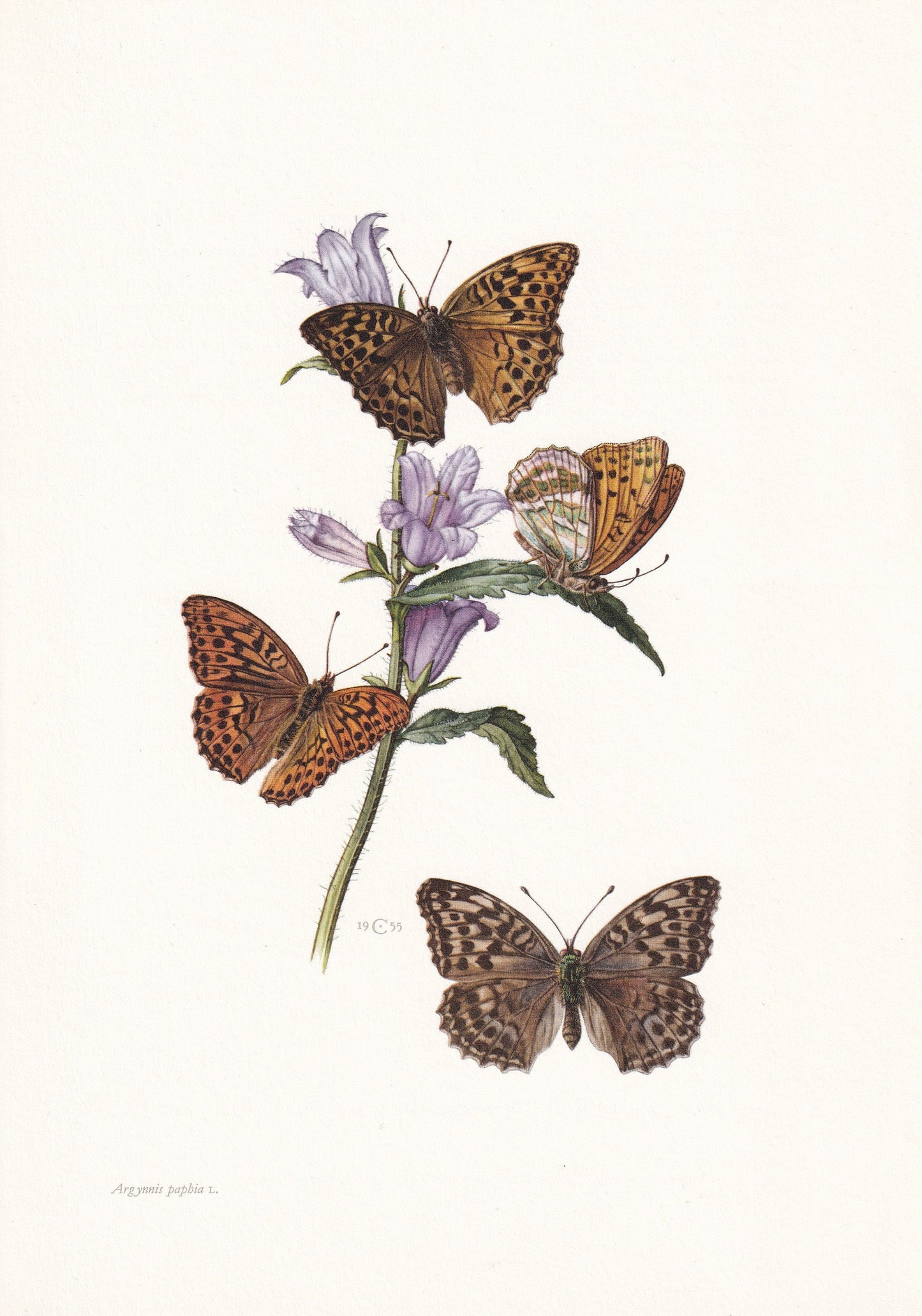 1960 SILVER-WASHED FRITILLARY Butterfly Print - Vintage Insect - Butterfly Wall Art - Vintage Entomology Print - 7.5 x 10.6 I