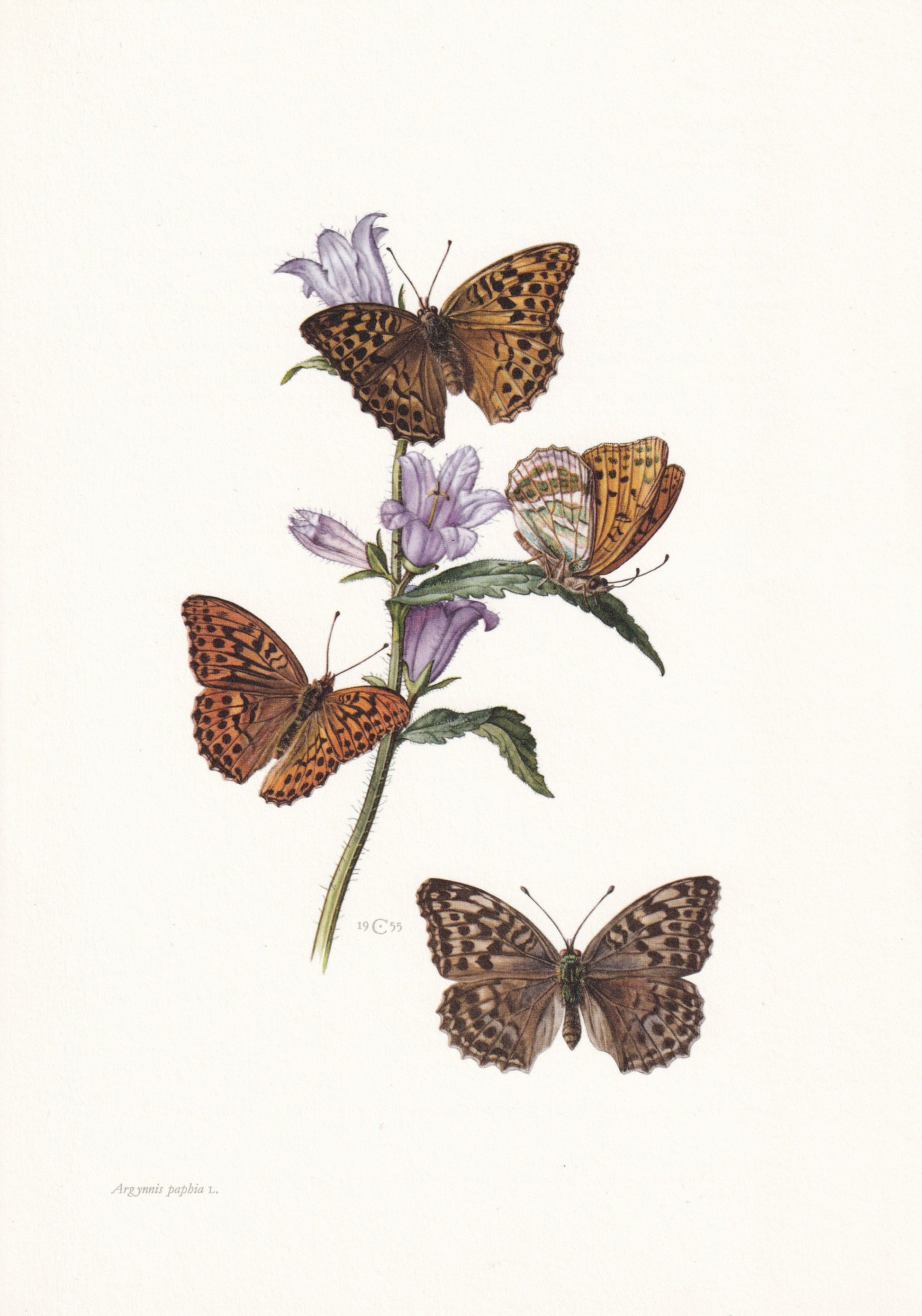 1960 SILVER-WASHED FRITILLARY Butterfly Print - Vintage Insect - Butterfly Wall Art - Vintage Entomology Print - 7.5 x 10.6 I