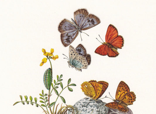 1960 GOSSAMER-WINGED BUTTERFLY Print - Vintage Insect Print - Large Blue, Scarce Copper Wall Art - Vintage Entomology Print -
