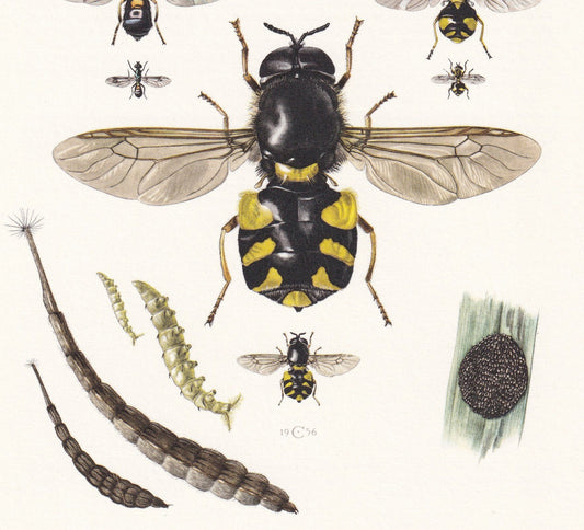 1960 SOLDIER FLY Print - Vintage Insect Print - Bug Illustration - Insect Wall Art - Vintage Entomology Print - 7.5 x 10.6 In