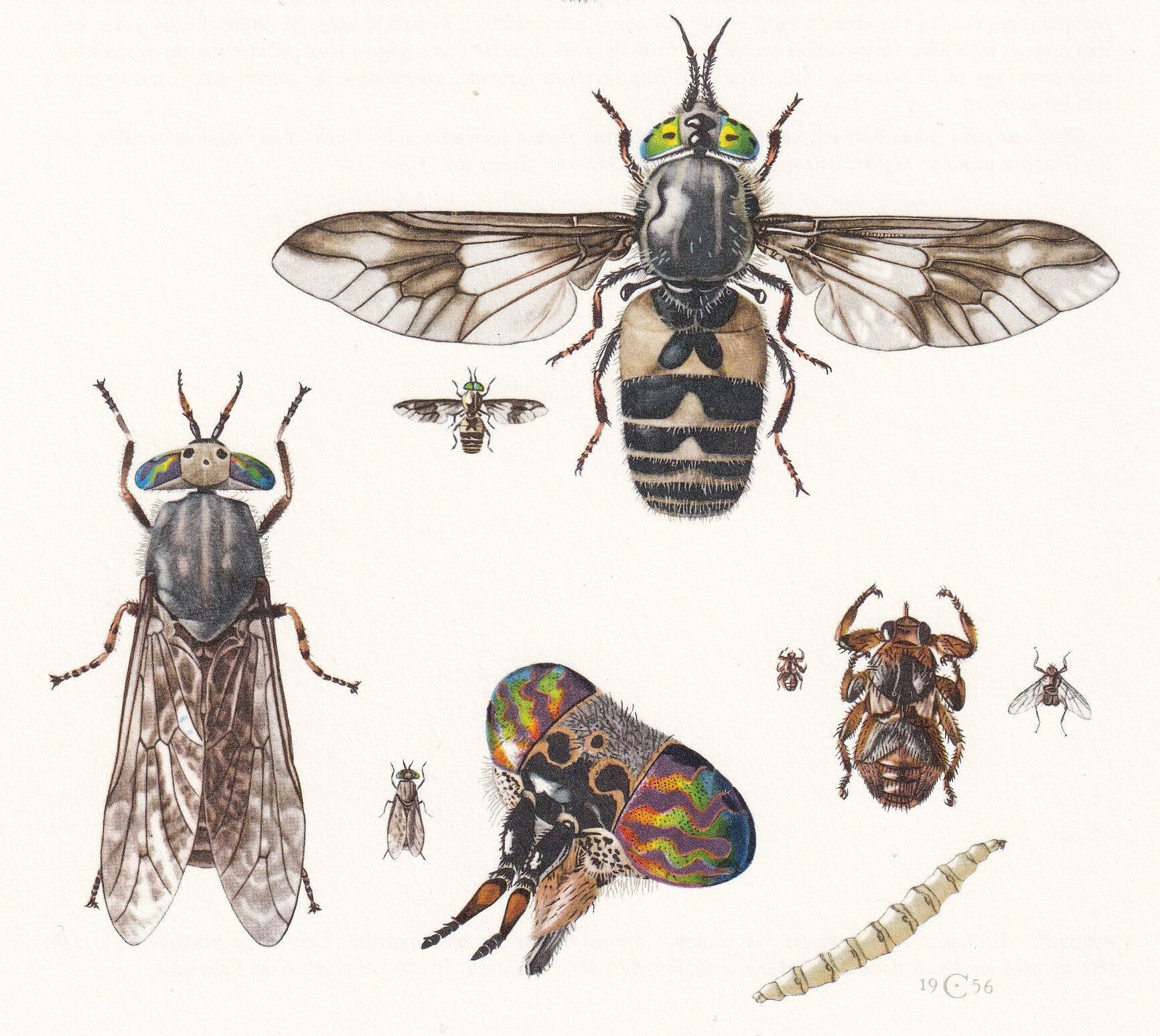 1960 HORSEFLY Print - Vintage Insect Print - Bug Illustration - Insect Wall Art - Vintage Entomology Print - 7.5 x 10.6 Inche