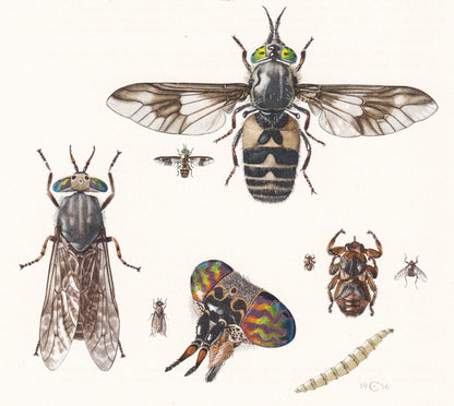 1960 HORSEFLY Print - Vintage Insect Print - Bug Illustration - Insect Wall Art - Vintage Entomology Print - 7.5 x 10.6 Inche