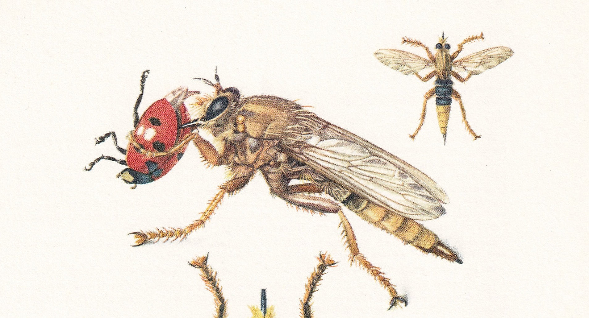 1960 DAGGER FLY & Robber Fly Print - Vintage Insect Print - Bug Illustration - Insect Wall Art - Vintage Entomology Print - 63 Years Old