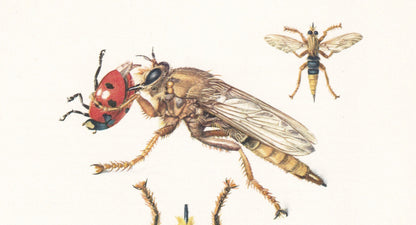 1960 DAGGER FLY & Robber Fly Print - Vintage Insect Print - Bug Illustration - Insect Wall Art - Vintage Entomology Print - 63 Years Old