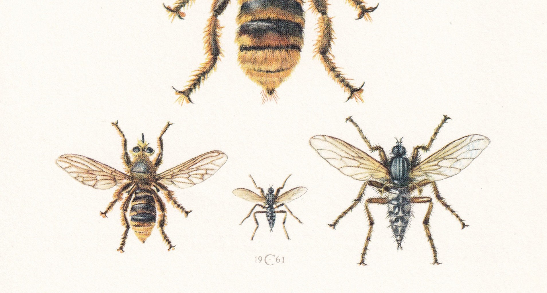 1960 DAGGER FLY & Robber Fly Print - Vintage Insect Print - Bug Illustration - Insect Wall Art - Vintage Entomology Print - 6