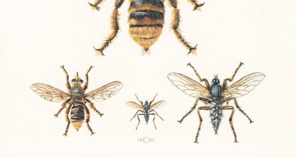 1960 DAGGER FLY & Robber Fly Print - Vintage Insect Print - Bug Illustration - Insect Wall Art - Vintage Entomology Print - 6