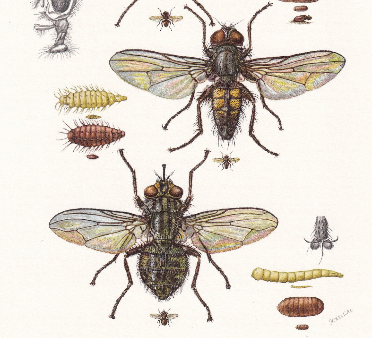 1960 HOUSE FLY Print - Vintage Insect Print - Insect Wall Art - Musca domestica - Vintage Entomology Print - 7.5 x 10.6 Inche