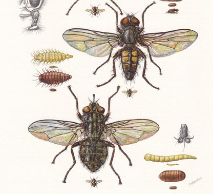1960 HOUSE FLY Print - Vintage Insect Print - Insect Wall Art - Musca domestica - Vintage Entomology Print - 7.5 x 10.6 Inche