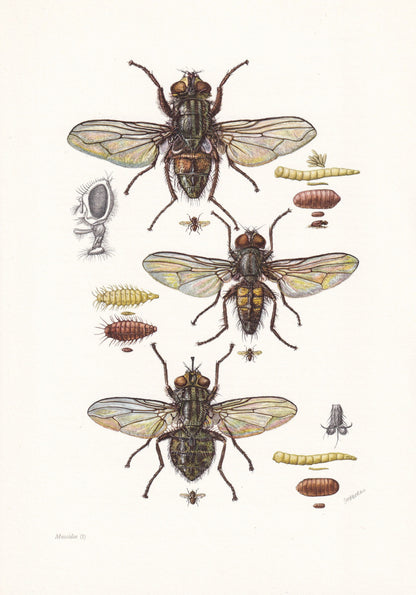 1960 HOUSE FLY Print - Vintage Insect Print - Insect Wall Art - Musca domestica - Vintage Entomology Print - 7.5 x 10.6 Inche