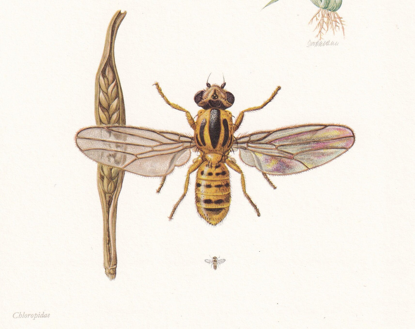 1960 FRIT FLY Print - Vintage Insect Print - Insect Wall Art - Oscinella frit - Vintage Entomology Print - 7.5 x 10.6 Inches