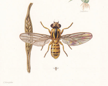 1960 FRIT FLY Print - Vintage Insect Print - Insect Wall Art - Oscinella frit - Vintage Entomology Print - 7.5 x 10.6 Inches
