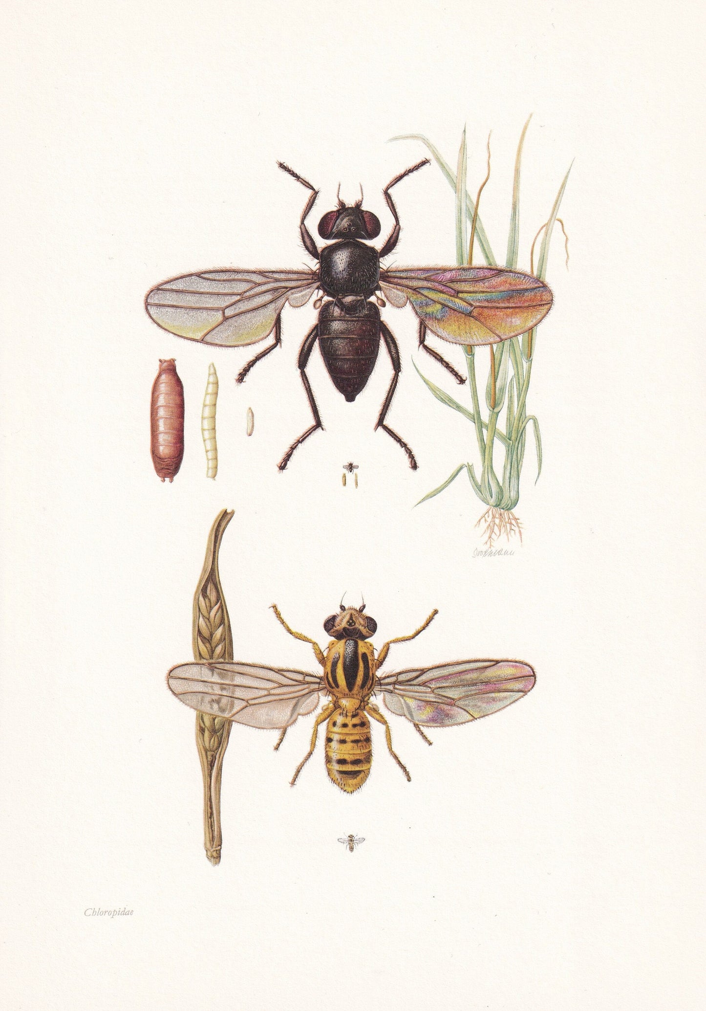 1960 FRIT FLY Print - Vintage Insect Print - Insect Wall Art - Oscinella frit - Vintage Entomology Print - 7.5 x 10.6 Inches