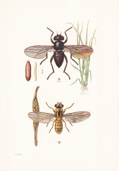 1960 FRIT FLY Print - Vintage Insect Print - Insect Wall Art - Oscinella frit - Vintage Entomology Print - 7.5 x 10.6 Inches