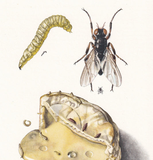 1960 CHEESE FLY Print - Vintage Insect Print - Insect Wall Art - Piophila casei - Vintage Entomology Print - 7.5 x 10.6 Inche