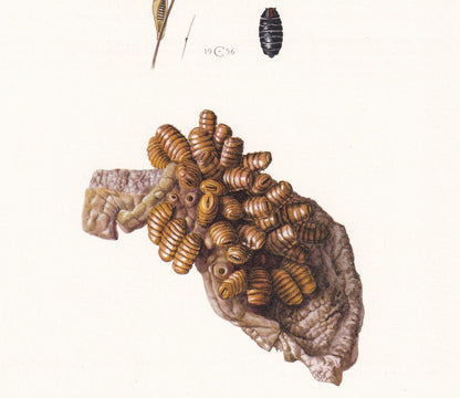 1960 HORSE BOT FLY Print - Vintage Insect Print - Insect Wall Art - Gasterophilus nasalis - Vintage Entomology Print - 7.5 x 