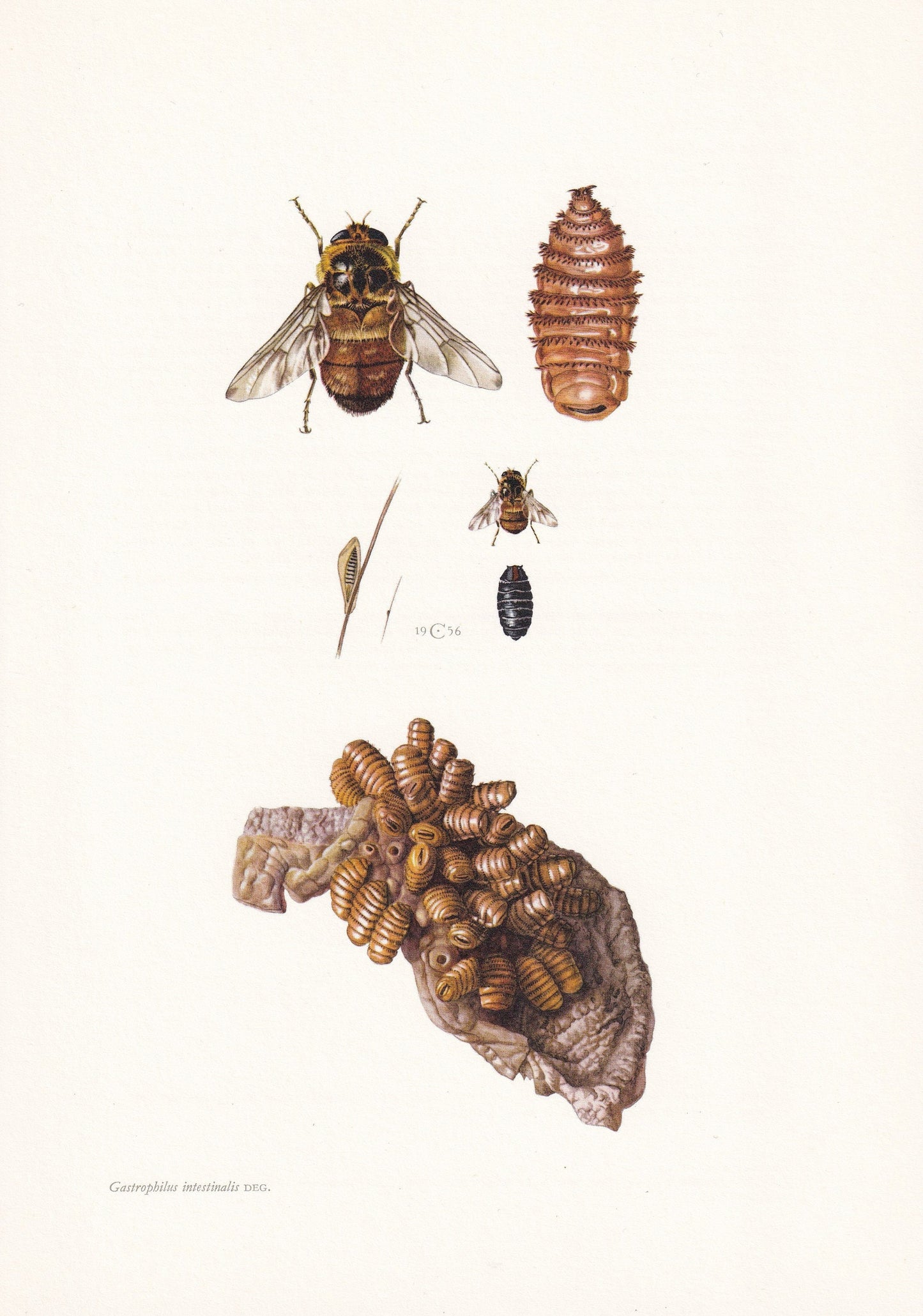 1960 HORSE BOT FLY Print - Vintage Insect Print - Insect Wall Art - Gasterophilus nasalis - Vintage Entomology Print - 7.5 x 